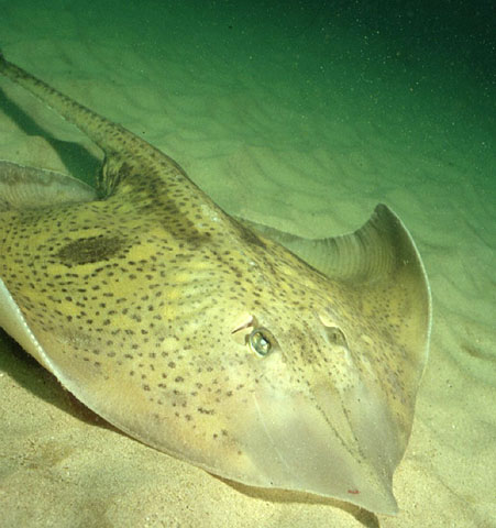 Raja straeleni Poll, 1951